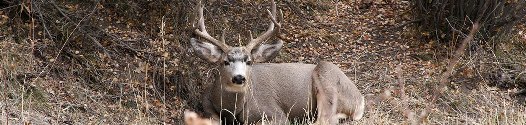 Bedded Down Colorado Mule Deer